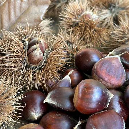 O Outeiro Da Tia Mucha