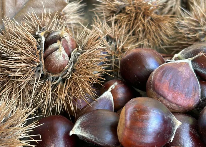 O Outeiro Da Tia Mucha