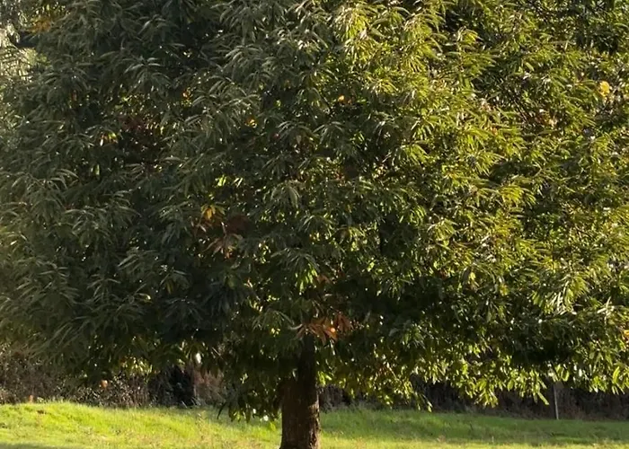 Dom wakacyjny O Outeiro Da Tia Mucha Pontevedra